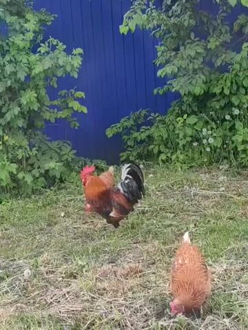 The video shows a rooster and two hens in a grassy area. The rooster has brown and red feathers, a prominent red comb, and a black tail with some white feathers. The hens are brown. They are pecking at the ground, presumably looking for food. The background consists of a blue fence and green bushes and trees. The lighting is bright, suggesting it's daytime. The scene is static with no camera movement.