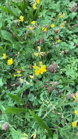 The video shows a close-up, top-down view of a field of green clover and wild flowers. Small yellow and purple flowers are scattered throughout the clover, along with some dried seed heads. The camera pans slowly across the field, giving the impression of a gentle breeze rustling the plants. The lighting is natural and diffused, suggesting an overcast day or the shade of trees. There are no people or animals visible in the video.