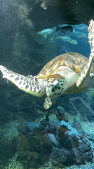 Sea turtle spotted swimming in Sochi aquarium exhibit