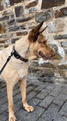 Dog walk through Saint Vith with nature detours