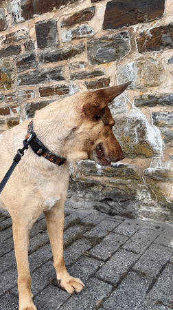 Dog walk through Saint Vith with nature detours