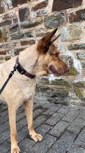 Dog walk through Saint Vith with nature detours