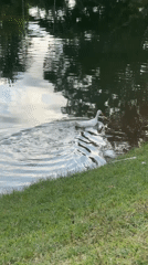 Morning life documented around Kuta Selatan ponds and streets