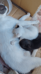 Mother cat and kittens at home in Konyaaltı