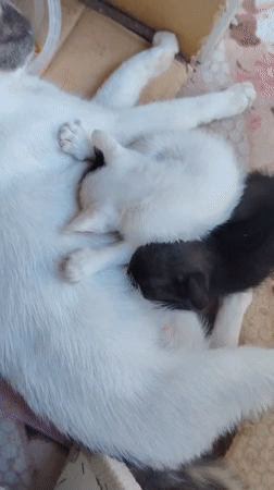 Mother cat and kittens at home in Konyaaltı