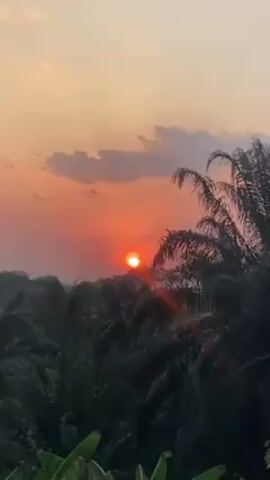 The video shows a sunset behind a forest of palm trees. The sky is orange and pink with a few scattered clouds. The sun is a bright orange ball low on the horizon. The palm trees are silhouetted against the sky.  There is indistinct talking in the background.