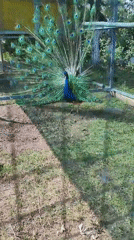 Peacock and cats sharing a rustic outdoor enclosure in Kazakhstan