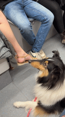 Dog rides train floor in Tel Aviv carriage