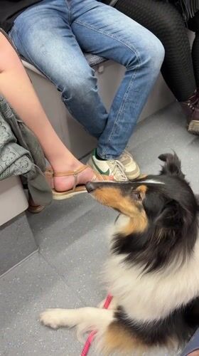 Dog rides train floor in Tel Aviv carriage