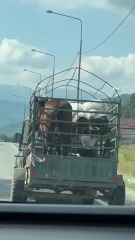 A rear view of a horse being transported in the back of a flatbed truck. The horse is brown and facing away from the camera. It is secured within a metal cage or enclosure on the truck bed, which also contains some white plastic-wrapped items. The truck appears to be on a paved road, with mountains visible in the background under a cloudy sky. Streetlights are also visible along the side of the road.