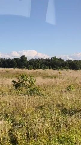 The video shows a daytime outdoor scene. A field of tall, dry grass is in the foreground, with some green vegetation at the bottom. In the middle ground, there is more dry grass and scattered trees. A line of dark green trees forms a dense treeline in the background. The sky is blue with a few white clouds. The perspective suggests the video is being recorded from a moving vehicle, possibly a train or a car, looking out a window. There are no people or animals visible.