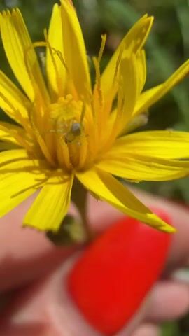 A close-up shot of a yellow flower with a small spider in its center. A person's hand with bright red fingernails is visible at the bottom of the frame, holding the flower. The background is blurred green foliage, suggesting an outdoor environment. The spider is light-colored and appears to be camouflaged against the yellow petals. The lighting suggests daylight.