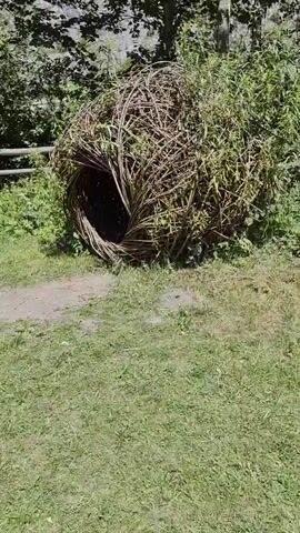 The video captures a close-up view of a large, spherical structure made of woven branches and leaves, resembling a giant bird's nest or a natural sculpture. The structure is placed outdoors, surrounded by grass and foliage. The entrance to the nest is visible, revealing a dark interior filled with more woven branches and possibly leaves. The camera slowly zooms in on the opening of the nest, providing a detailed look at its construction and the textures of the natural materials used. The lighting suggests it's daytime, with sunlight illuminating the scene. The environment appears to be a park or a natural area, with a hint of a wooden fence in the background. No people or animals are visible in the video. The overall impression is one of an organic art installation or a natural dwelling integrated into its surroundings.