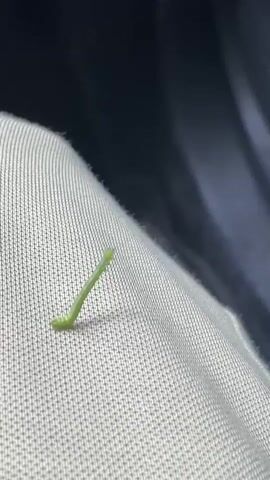 A very small, thin, bright green caterpillar is shown crawling on a light-colored, textured surface that appears to be fabric. The caterpillar is segmented and moves in a wavy, inching motion. The background is dark and out of focus, suggesting it is likely inside a vehicle. The caterpillar is the sole subject of the video.