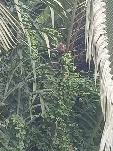 This is a short video clip of a monkey perched on a palm tree surrounded by lush greenery. The monkey appears to be a juvenile, with its fur a reddish-brown color. It is sitting on a branch, looking around and seemingly unfazed by the camera. The palm tree's fronds are large and prominent, with some showing signs of age and dryness. The background is filled with dense foliage, suggesting a tropical or subtropical environment. The lighting appears to be natural daylight, indicating it is daytime. The overall scene is peaceful, with the monkey being the clear subject of attention within its natural habitat. There is no visible text in the video. The location is identified as Meunasahtingkeum, Indonesia.