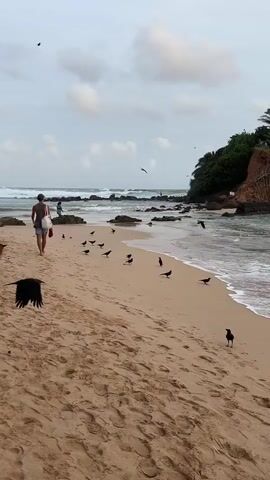 A man walks along a sandy beach with a dog by his side. Numerous black birds are scattered on the sand and in the air around him. The ocean is visible in the background with waves breaking on the shore and rocky outcrops. Lush green vegetation covers a cliff face on the right side of the scene. The sky is cloudy.