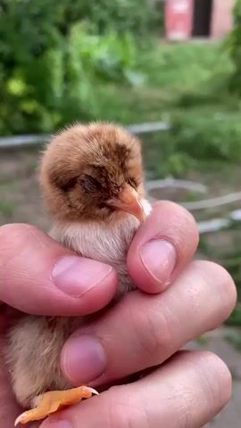 A close-up video shows a person's hand holding a small, fluffy chick. The chick has brown and tan downy feathers and orange feet. Its eyes are closed for most of the video, but it occasionally opens them. The background is blurred and appears to be outdoors with greenery. The person's fingers gently cradle the chick.