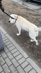 Person walks dog while shopping in Mytishchi, Russia