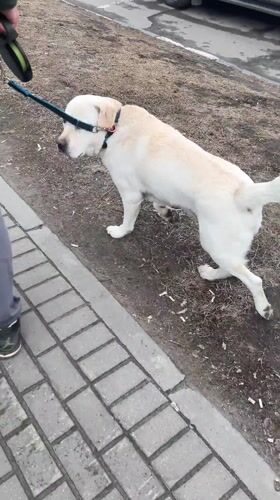 Person walks dog while shopping in Mytishchi, Russia
