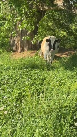 The video shows a cow standing in a field of tall green grass and white flowers, partially under the shade of a large tree. The cow has a white and beige body with black markings around its face. The sun is shining, casting light and shadows on the scene.