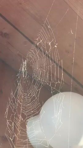 The video shows a close-up view of a large, intricate spiderweb that has been spun in the rafters of a wooden structure. The wooden beams and planks of the structure are visible in the background, suggesting an attic, shed, or under a roof. The spiderweb is the main subject, catching the light and appearing to shimmer. The camera moves slowly, offering different angles of the web and its delicate construction. There are no people or animals visible in the video, and the focus is solely on the spiderweb and its immediate surroundings. The lighting suggests it is daytime, with sunlight illuminating the scene and creating highlights on the web's strands. The overall impression is one of stillness and natural artistry, with the spiderweb as a testament to the spider's patient work. The setting appears rustic and possibly aged, given the appearance of the wooden structure.