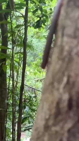 A millipede crawls upwards on a tree trunk, with a forest as background.