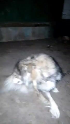 A dog with long, fluffy fur is lying on the ground, possibly scratching itself or shaking its head. The environment appears to be outdoors, with concrete or dirt ground and a dark, indistinct background. The lighting is low, suggesting it may be nighttime or a dimly lit area. A chain is visible attached to the dog's collar. The dog's movements are somewhat blurred, indicating motion.