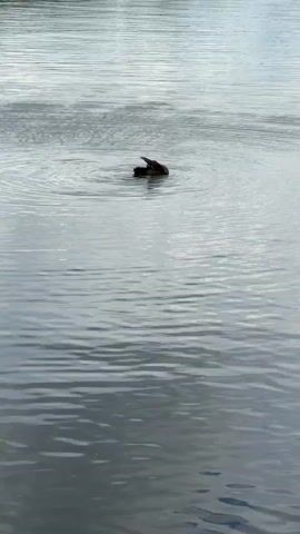 A dark-colored bird is swimming in the middle of a body of water. The bird is mostly submerged, with only its head and neck visible above the surface. The water is calm, with small ripples spreading out from the bird. The background is out of focus, but appears to be a natural landscape with a cloudy sky. The video is taken from a slightly elevated position, looking down on the bird.