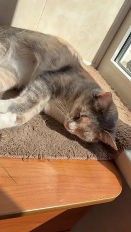 A calico cat is lying on its side on a brown rug. Sunlight is streaming in from the right side of the frame. The cat's eyes are closed and its mouth is slightly open. The cat is facing left and its body is stretched out. The background is out of focus.