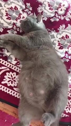 A short video displays a gray cat lying on its back on a maroon blanket with a floral pattern. The cat's belly is visible and appears slightly swollen. A person's hand is gently stroking the cat's belly. The cat's eyes are partially closed, and it seems relaxed. The video is filmed from a top-down perspective.