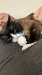 Man and snowshoe cat share quiet moment in Noviy