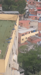 Wild macaws roost on a rooftop above Caracas's dense hillside neighborhoods