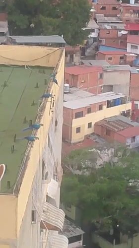 Wild macaws roost on a rooftop above Caracas's dense hillside neighborhoods