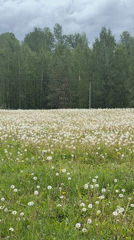 People enjoy dandelion fields during overcast morning in Russia