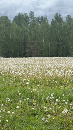 People enjoy dandelion fields during overcast morning in Russia