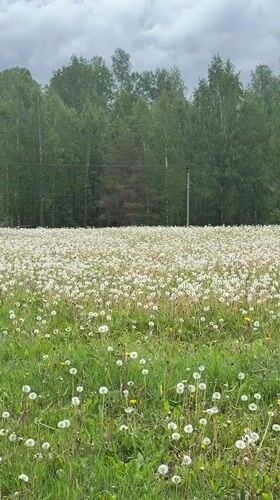People enjoy dandelion fields during overcast morning in Russia