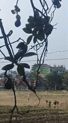 Morning life in Sajen: fields, football, and quiet streets