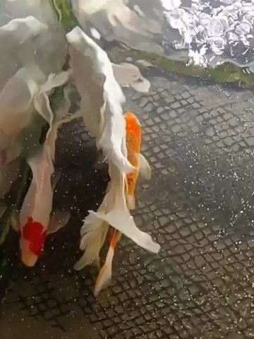 A school of koi fish are swimming in murky water, over a dark, netted surface. The fish are a mix of white, orange, and red. They are clustered together and appear to be agitated.