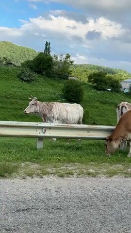 This media file captures a serene rural scene in Verkhnyaya Mara, Russia. The foreground is dominated by a gravel road and a guardrail. Beyond the guardrail, lush green grass provides a grazing ground for a herd of cows.

The primary subjects are two cows prominently featured. One, a large, light-colored cow with horns, stands alertly facing left, its body partially obscured by the guardrail. Its coat appears weathered, suggesting a life spent outdoors. To its right, a younger, light brown cow is engrossed in grazing, its head bowed low to the grass. The presence of other cows further in the background suggests a small herd.

The setting is a hilly landscape under a dynamic sky. Rolling green hills rise in the background, dotted with trees and a few houses, indicating a rural settlement. The sky is partly cloudy, with large, puffy white clouds interspersed with patches of blue, suggesting fair weather with a chance of changing conditions. The lighting indicates it is likely late afternoon or early evening, given the soft quality of light.

The overall mood conveyed is peaceful and tranquil, typical of a pastoral landscape. The cows are engaged in the simple, natural activity of grazing. There is no visible text within the media file. The scene evokes a sense of calm and the quiet beauty of the Russian countryside.