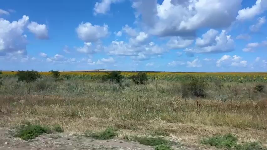 The video is a landscape shot filmed from a moving vehicle, likely a car, traveling along a dirt or gravel road. The view is horizontal, showing a wide expanse of grassland in the foreground, with dry, straw-colored grass and some green bushes scattered throughout. Beyond the grassland, a vast field of sunflowers stretches to the horizon, appearing as a carpet of yellow. The sky is a bright blue with numerous fluffy white clouds, suggesting a sunny day. A distant, low hill can be seen in the background. The camera is angled slightly downwards, capturing the texture of the road at the very bottom of the frame. There are no people or animals visible. The overall impression is one of a rural, agricultural landscape under a dynamic sky.