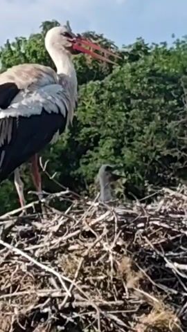 The video shows a white stork standing on a nest made of twigs and sticks, with its chick visible in the center of the nest. The stork is predominantly white with black wing tips and a long red beak. The chick has a greyish down and is peeking out of the nest with its mouth open. The nest is placed against a background of green trees and a light blue sky. The stork seems to be preening its feathers.