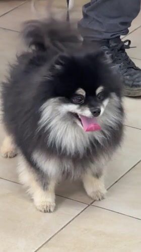 Cormorant care and a Pomeranian on a Votkinsk morning