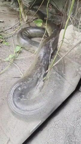 A large green anaconda rests in a semi-coiled position on a sandy substrate near some rocks and vegetation. The snake's body is thick and muscular, with scales that appear somewhat dull, possibly indicating it is preparing to shed its skin. A few plant vines are draped over the snake's body and surrounding environment. The scene appears to be an enclosure, possibly in a zoo or wildlife sanctuary, with the lighting suggesting an indoor or shaded outdoor setting.