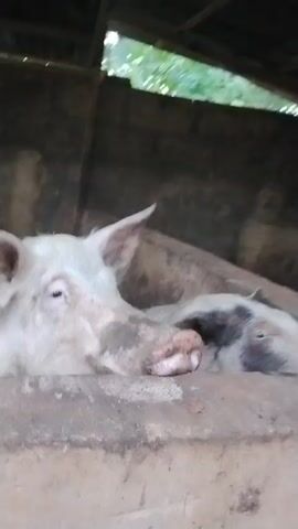 The video shows an enclosed pig pen setting in Akwa Etiti, Nigeria. It begins with a close-up of a large, mostly white adult pig with some dark markings on its skin, resting in a concrete pen. Part of a darker pig is visible behind it. The pen has rough concrete walls and an overhead wooden structure for a roof. The camera then pans left, showing more of the first pig's body and then moves down to another section of the pen. This section houses several small, white piglets actively moving around on a dark, possibly soiled, concrete floor. The walls of the piglets' pen are also made of concrete and appear dirty. No people are visible in the video.