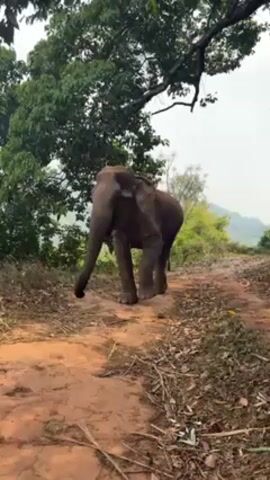 An elephant stands on a dirt path in a forest setting. The elephant is gray in color and is facing forward with its trunk hanging down. Tall green trees surround the path, and in the background, hills can be seen under an overcast sky. The ground is covered in dry leaves and twigs. Two voices can be heard in the background.