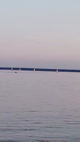 A wide shot of a body of water at dusk. The sky is a soft gradient of pink and blue. In the distance, a dark line of trees forms the horizon. Several white sailboats are scattered across the water. Closer to the foreground, two white swan-shaped pedal boats are visible. One swan boat is stationary, while the other appears to be moving slowly. The water is calm with gentle ripples. A dark bird is seen flying across the sky.