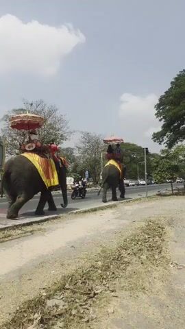The video shows three elephants walking on a sidewalk along a road. Each elephant has a person riding on its back, and a colorful umbrella is mounted above each rider. The elephants are walking away from the camera along a concrete sidewalk adjacent to a road with light traffic.  Trees line the road and the sky is cloudy.