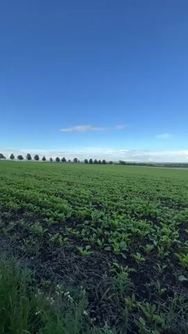 The video shows a wide shot of a rural landscape under a bright blue sky with scattered clouds. In the foreground, a field of green crops, possibly young plants or vegetables, is visible. The soil is dark and appears fertile. To the right, a dirt path runs alongside the field, bordered by tall green grass and some small white wildflowers. In the distance, a line of trees can be seen, and beyond that, a small village or cluster of buildings with red roofs. The overall impression is one of a peaceful, sunlit agricultural setting.