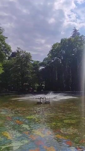 The video displays a picturesque park scene. In the foreground, a pond reflects a colorful mosaic on its surface, with two white swans forming a heart shape in the middle. A fountain sprays water behind the swans. The background features lush green trees, and the sky is partly cloudy.