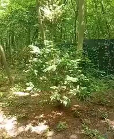 The video shows a wooded area with trees and foliage. In the foreground, there is a small evergreen bush. The ground is covered with dry leaves and pine needles. Sunlight filters through the trees, creating dappled shadows. The camera pans slightly to the right, revealing more of the dense undergrowth and a dark fence in the background. There is no evidence of human presence or activity.